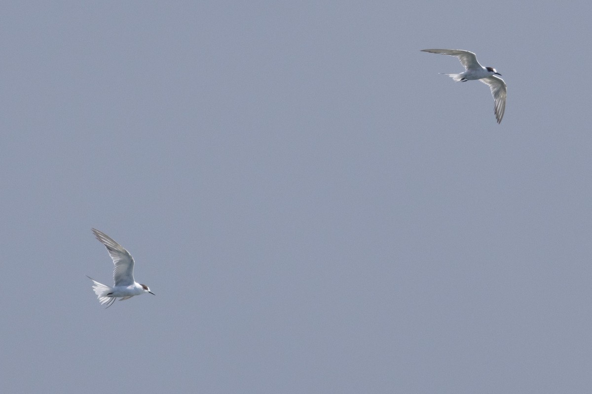 Common Tern - ML632893558
