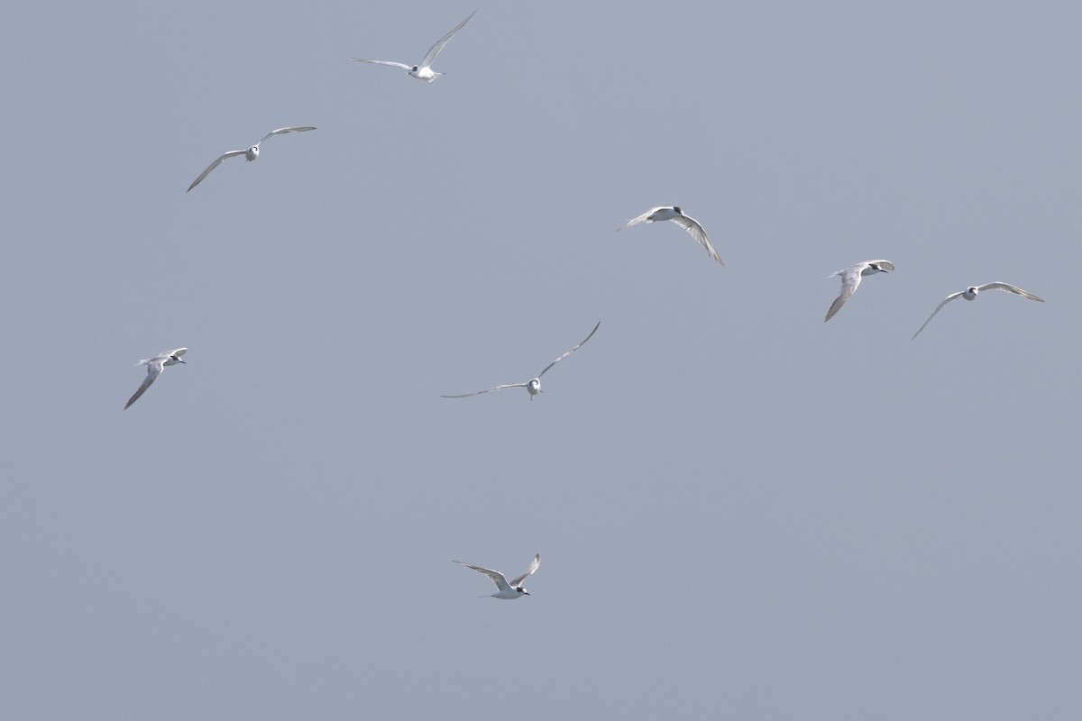 Common Tern - ML632893559