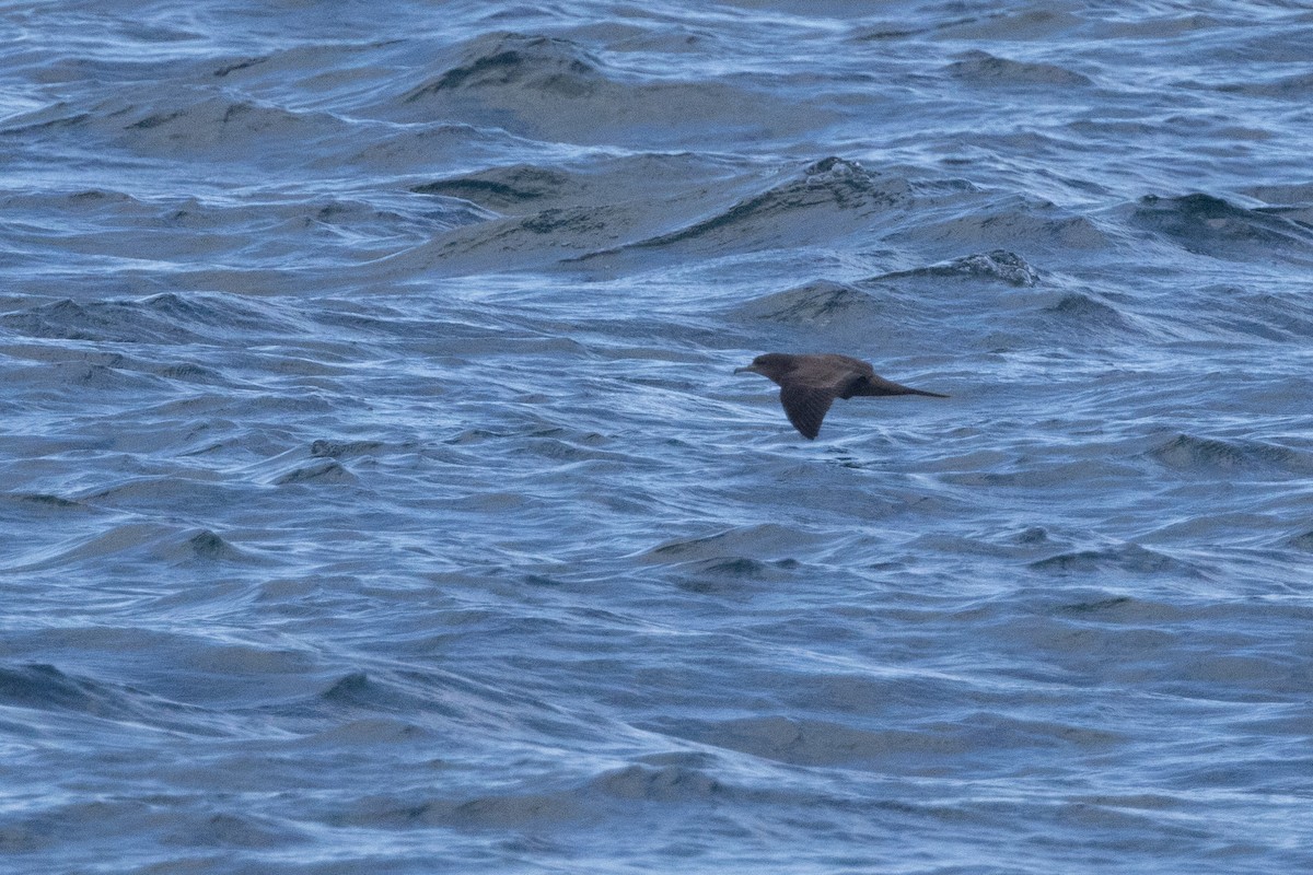 Wedge-tailed Shearwater - ML632893564