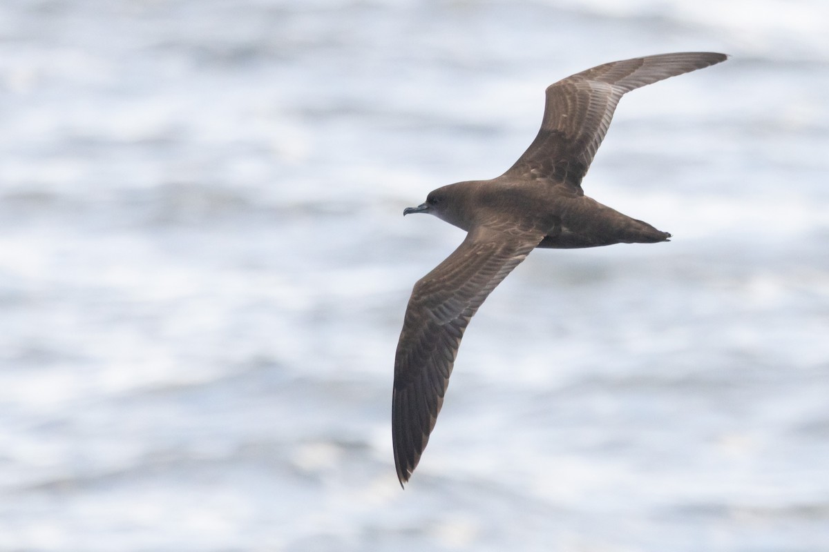 Short-tailed Shearwater - ML632893585