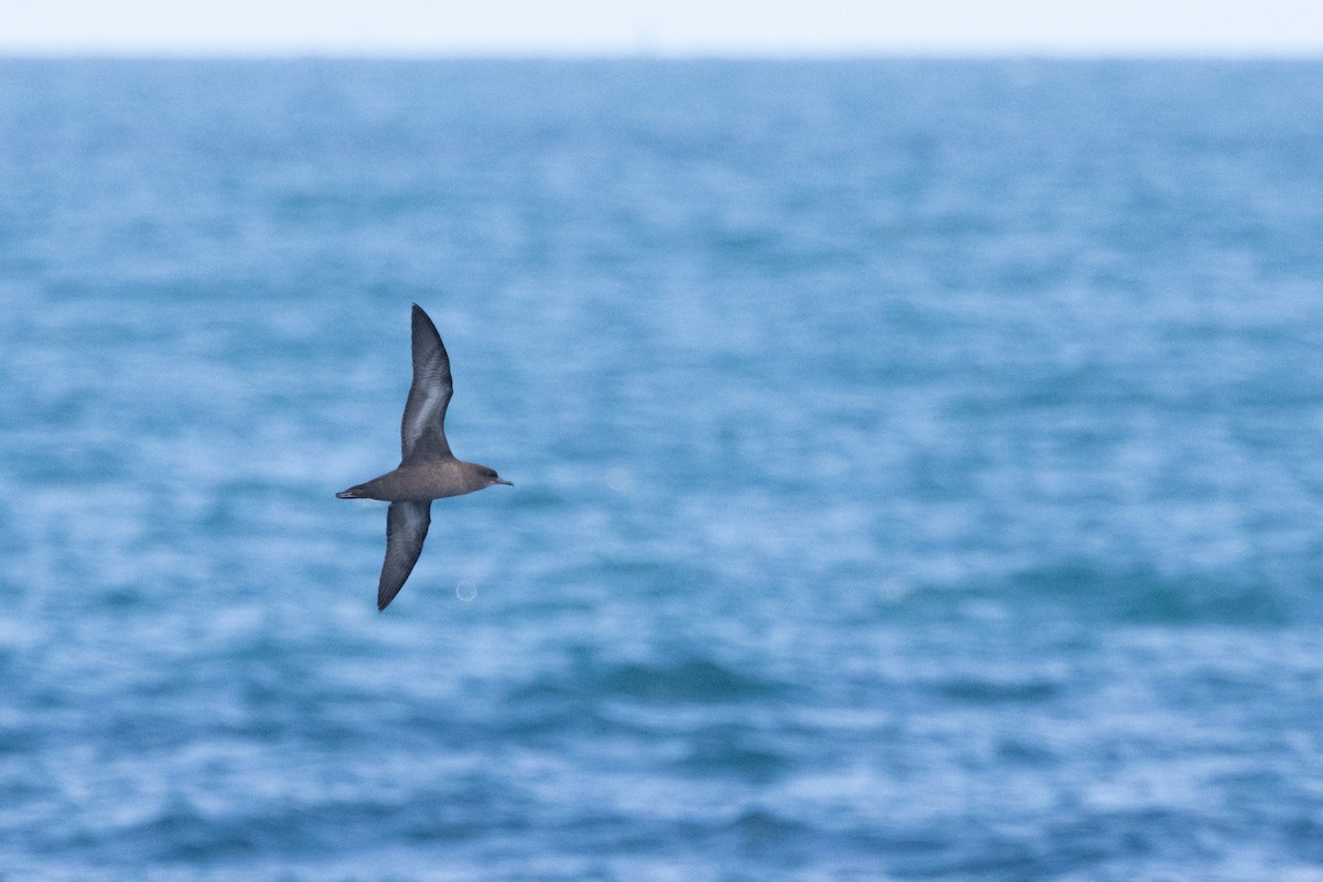 Short-tailed Shearwater - ML632893593
