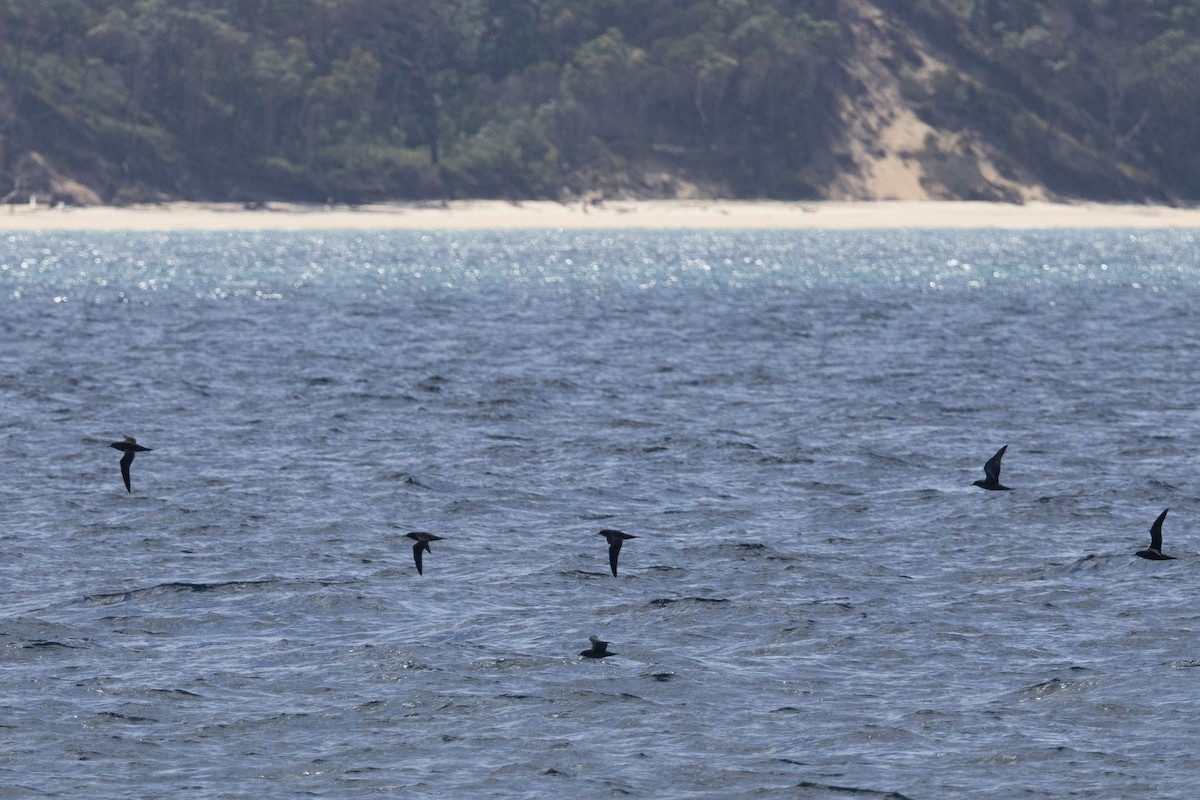 Short-tailed Shearwater - ML632893594
