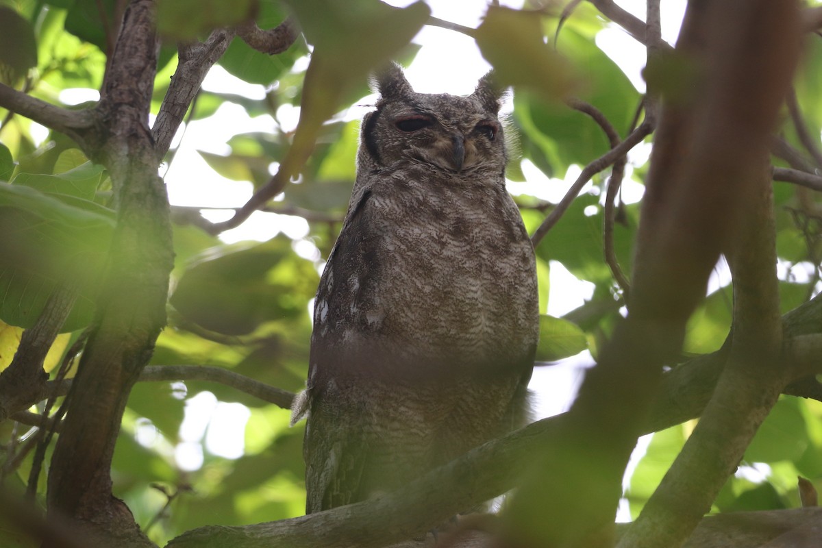 Grayish Eagle-Owl - Danny Rumble