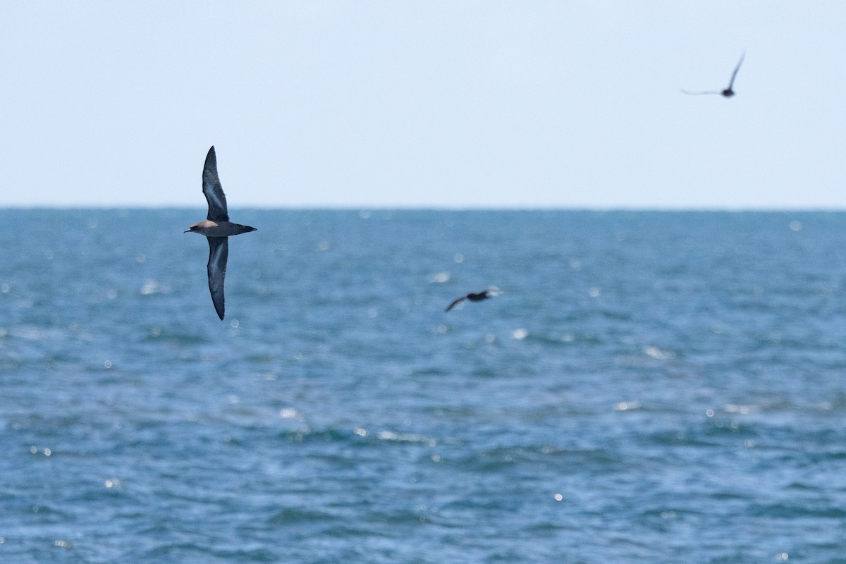 Short-tailed Shearwater - ML632893641