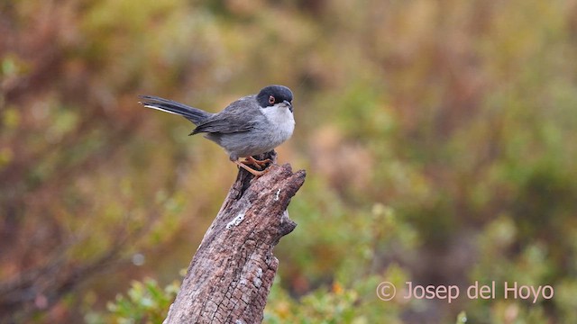 Sardinian Warbler - ML632893715