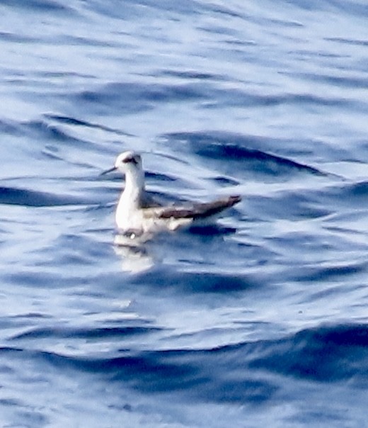 Red-necked Phalarope - ML632893721