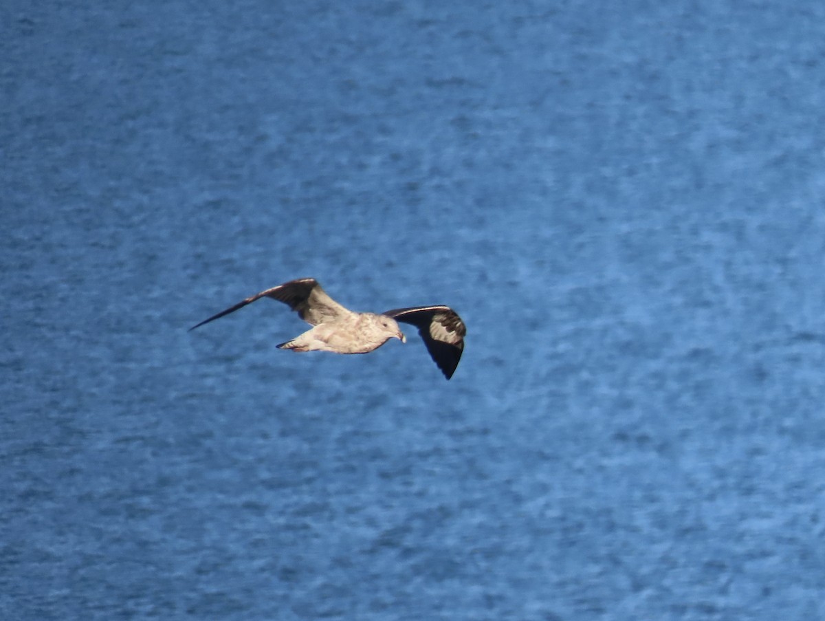Kelp Gull - ML632893791