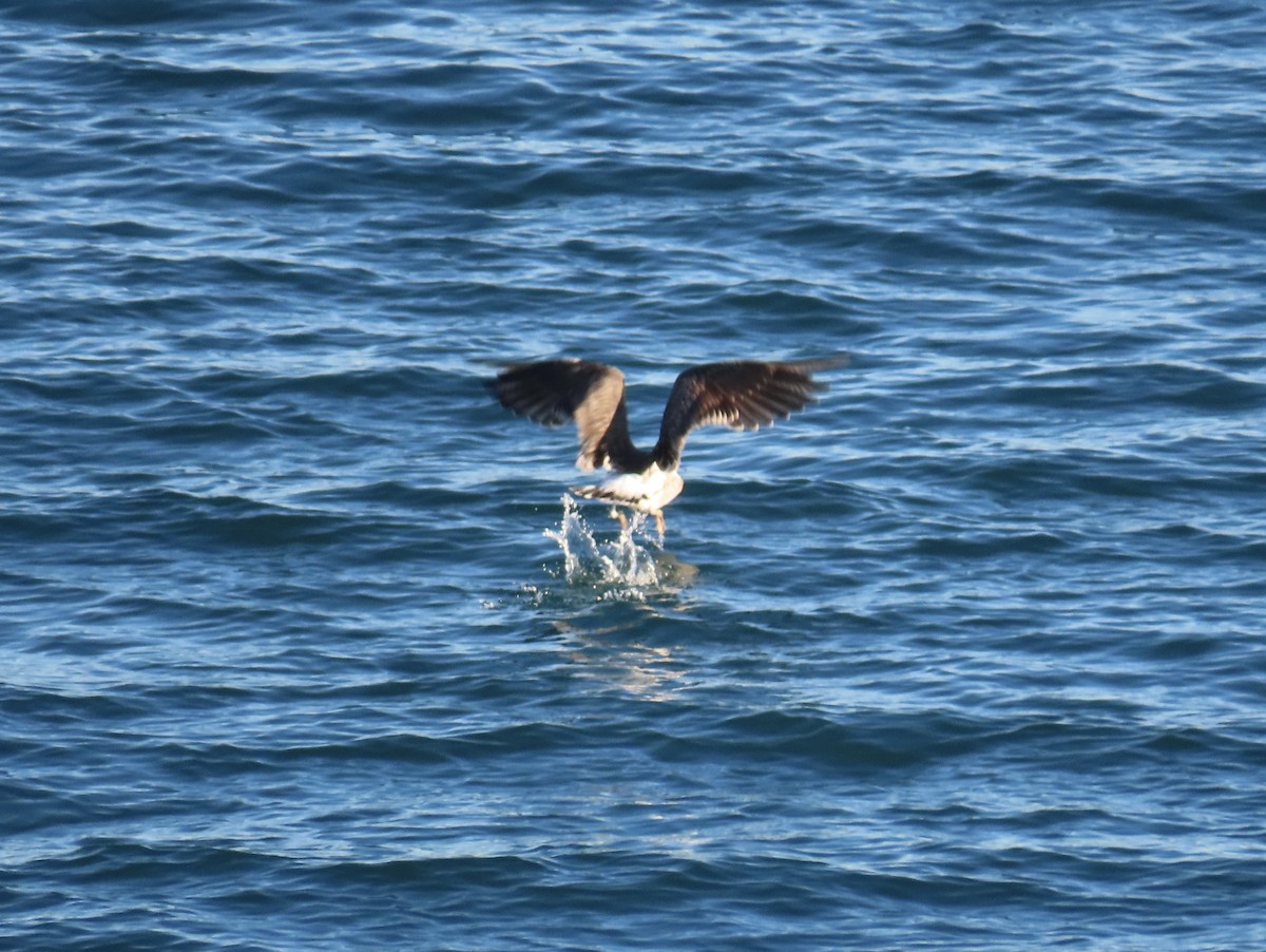 Kelp Gull - ML632893800