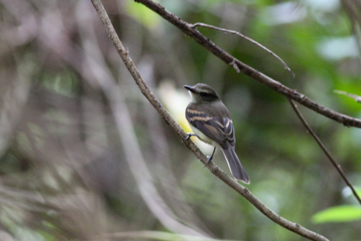 Fuscous Flycatcher - ML632893858