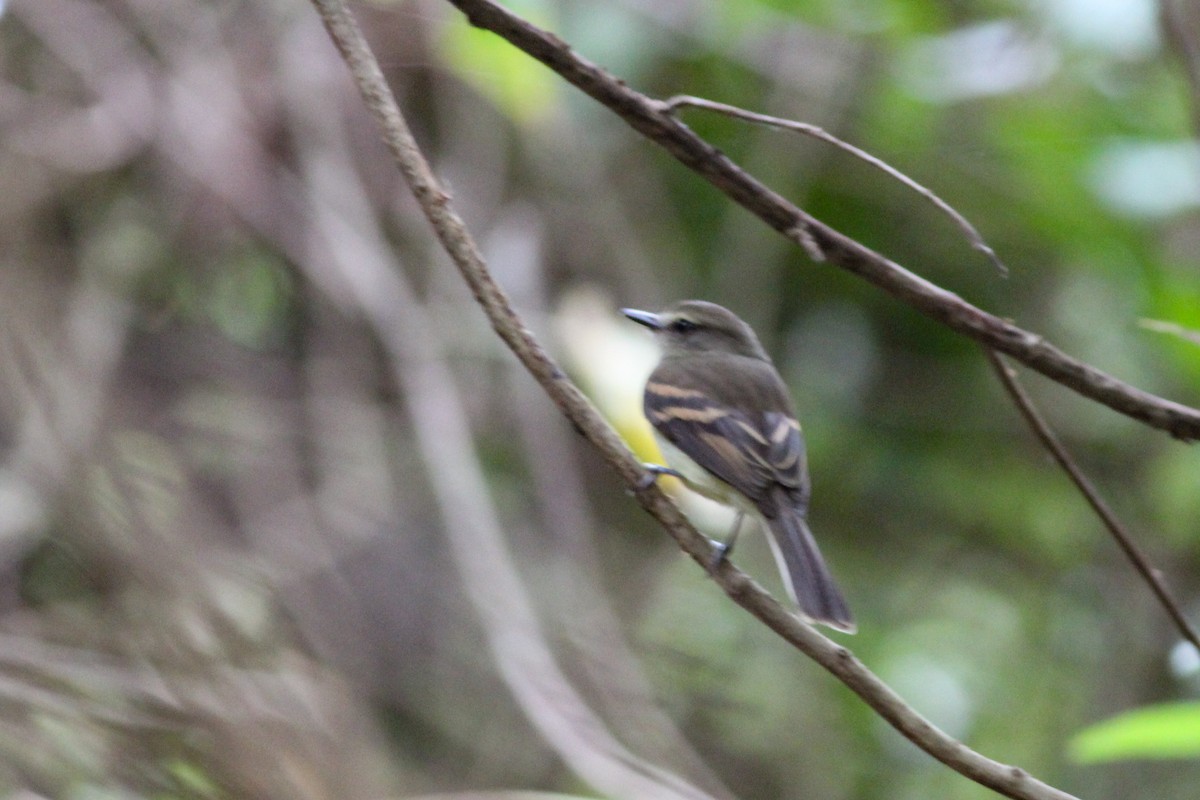 Fuscous Flycatcher - ML632893862