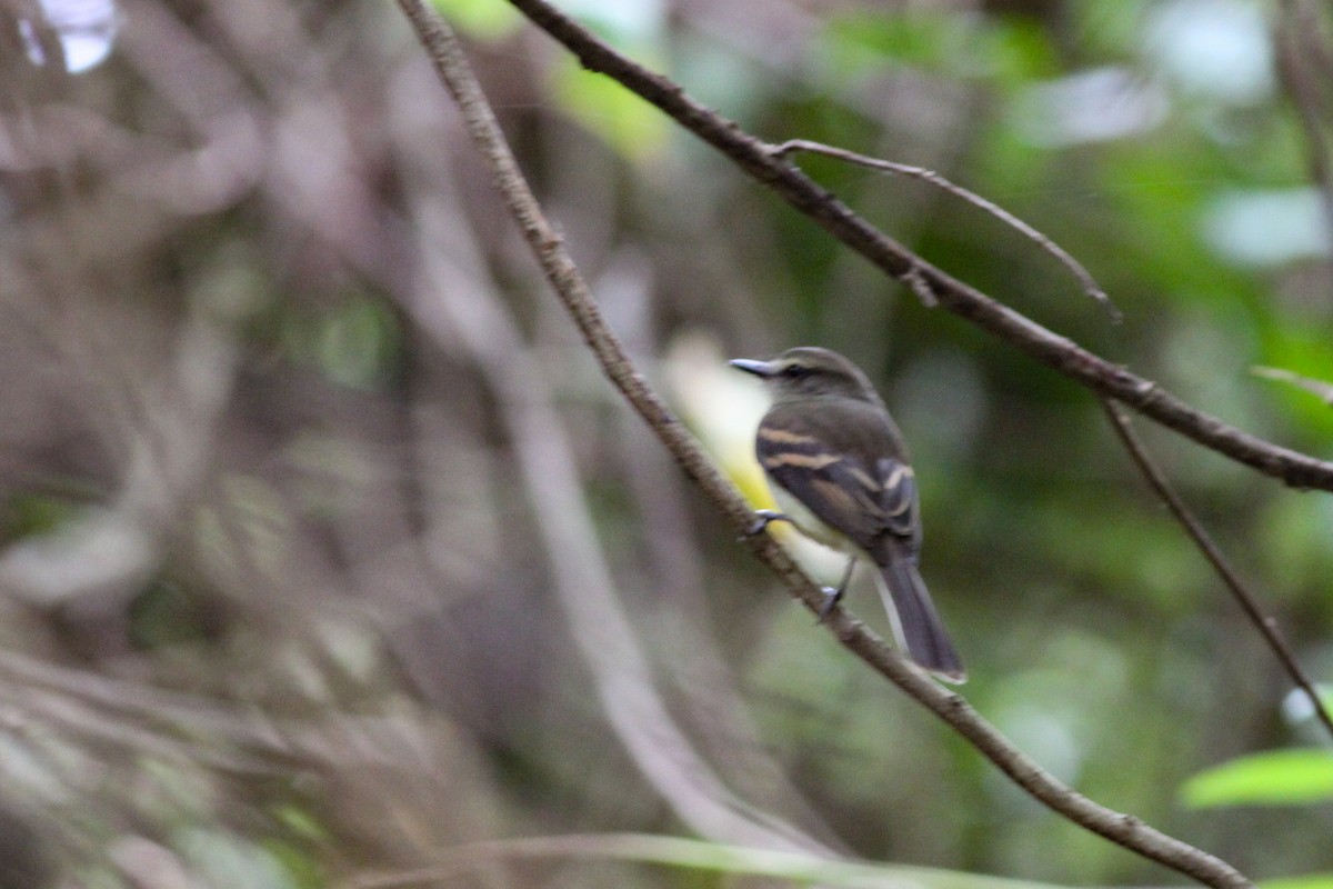 Fuscous Flycatcher - ML632893866