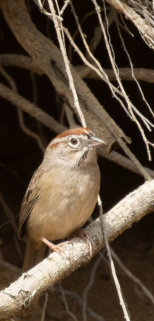 Rufous-crowned Sparrow - ML632893870