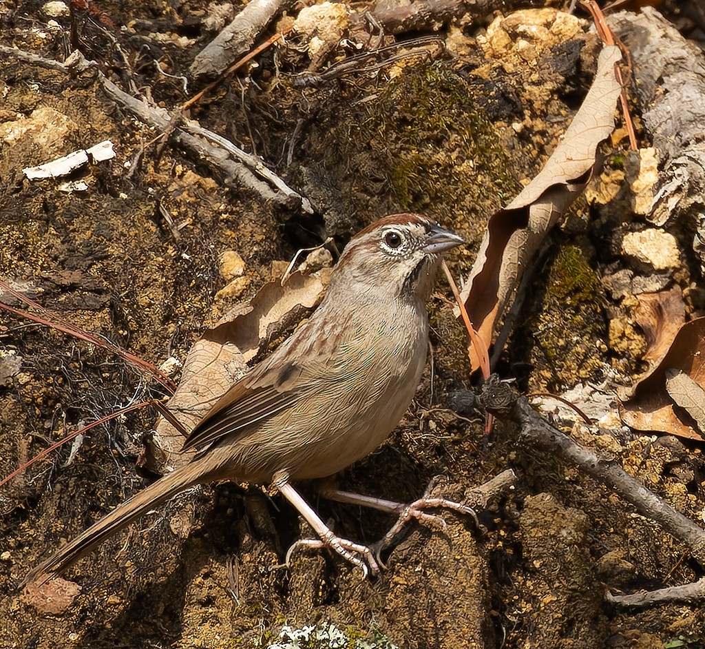 Rufous-crowned Sparrow - ML632893871