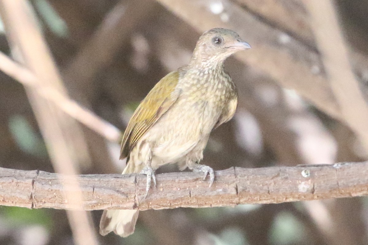Spotted Honeyguide - ML632893986