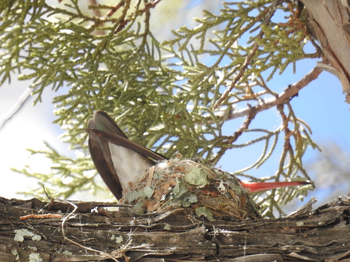 Violet-crowned Hummingbird - ML632893996