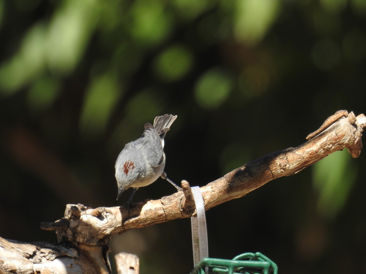 Lucy's Warbler - ML632894008