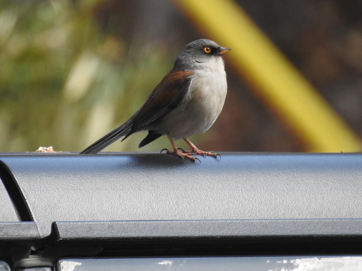 Yellow-eyed Junco - ML632894054