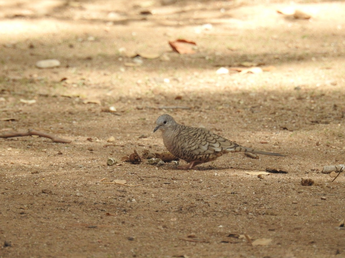 Inca Dove - ML632894069