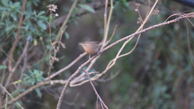 Northern House Wren (Brown-throated) - ML632894073