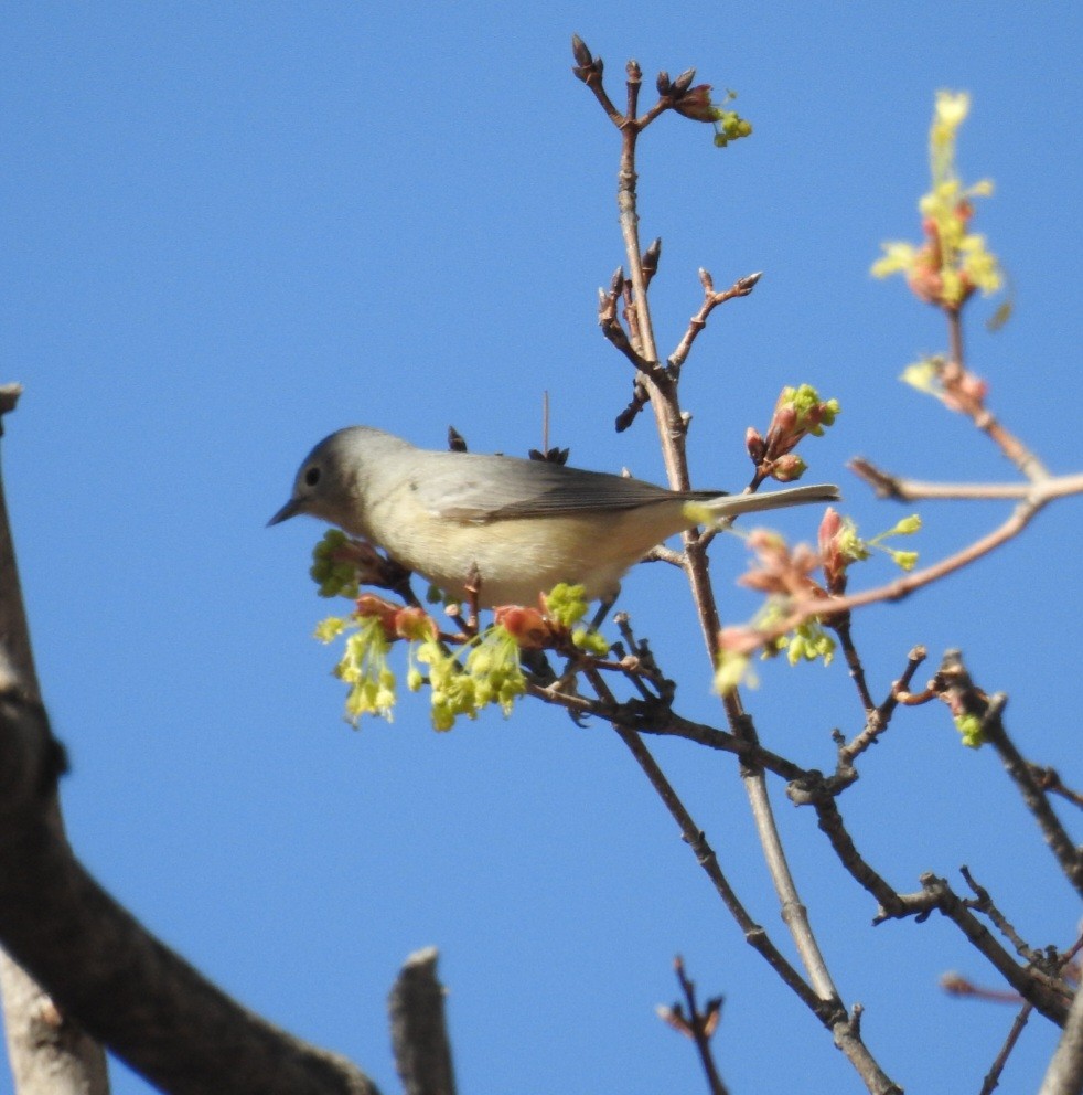 Lucy's Warbler - ML632894217