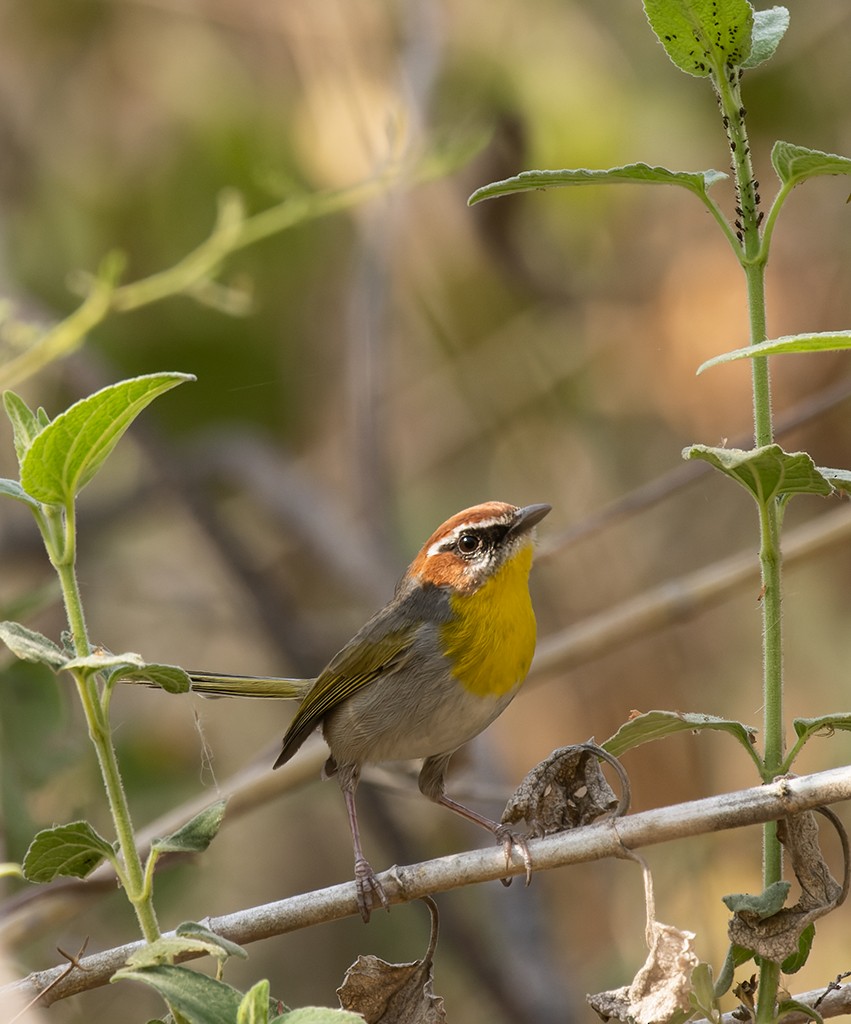 Rufous-capped Warbler (rufifrons Group) - ML632894239