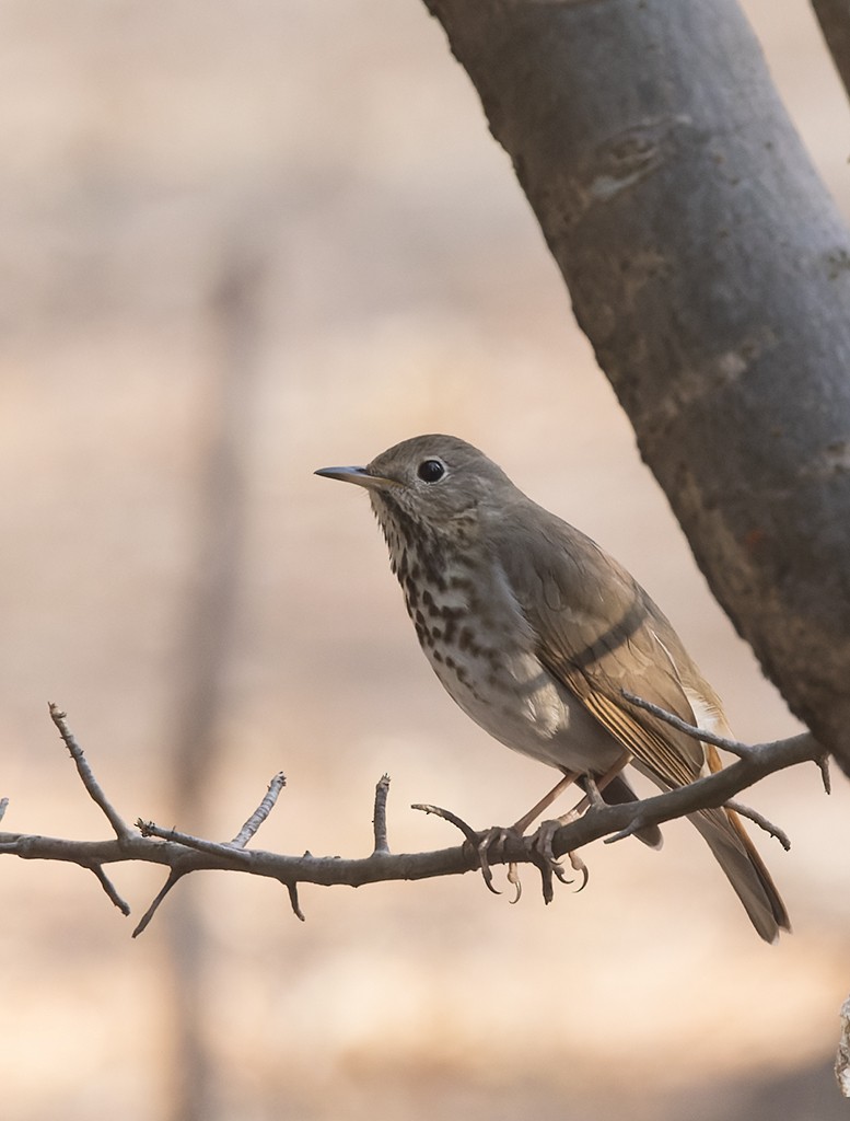 Hermit Thrush - ML632894242