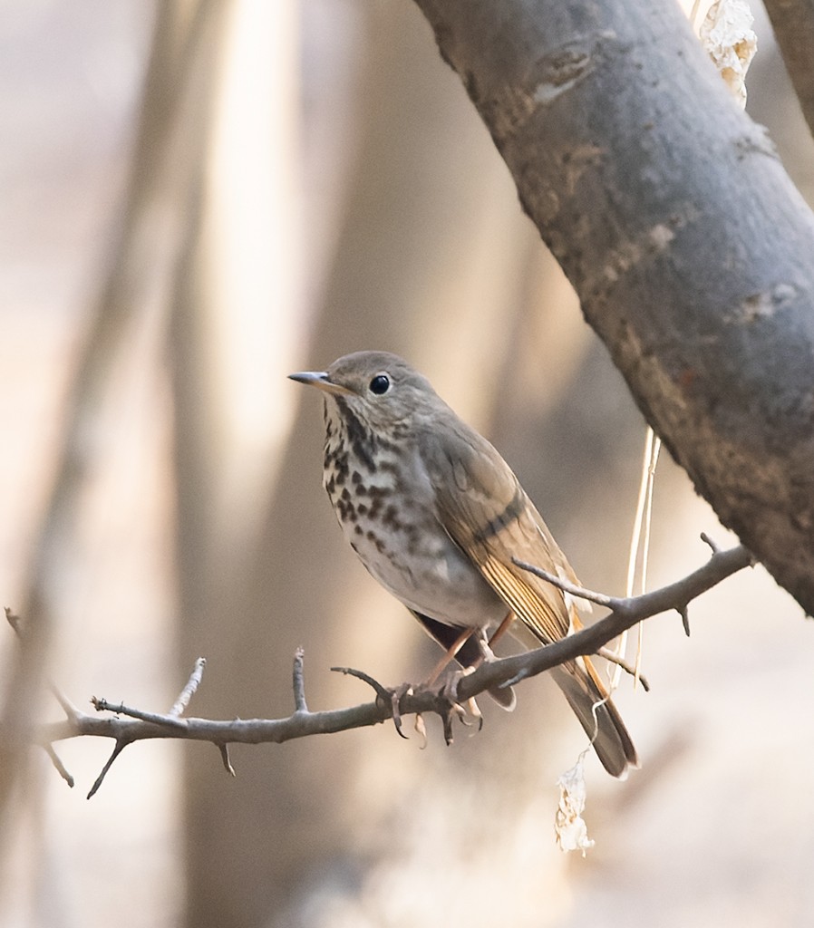 Hermit Thrush - ML632894243