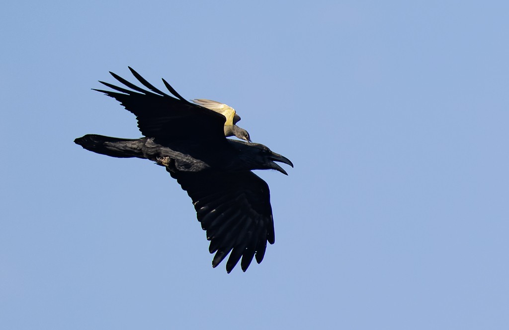 Common Raven - ML632894244