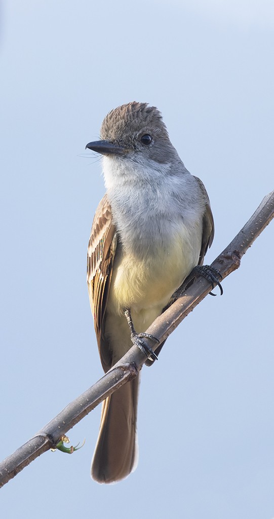 Nutting's Flycatcher - ML632894248