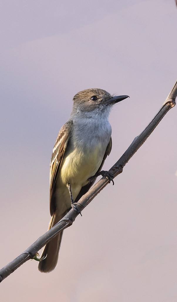 Nutting's Flycatcher - ML632894249