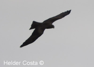 Сохор элээ - ML632894300