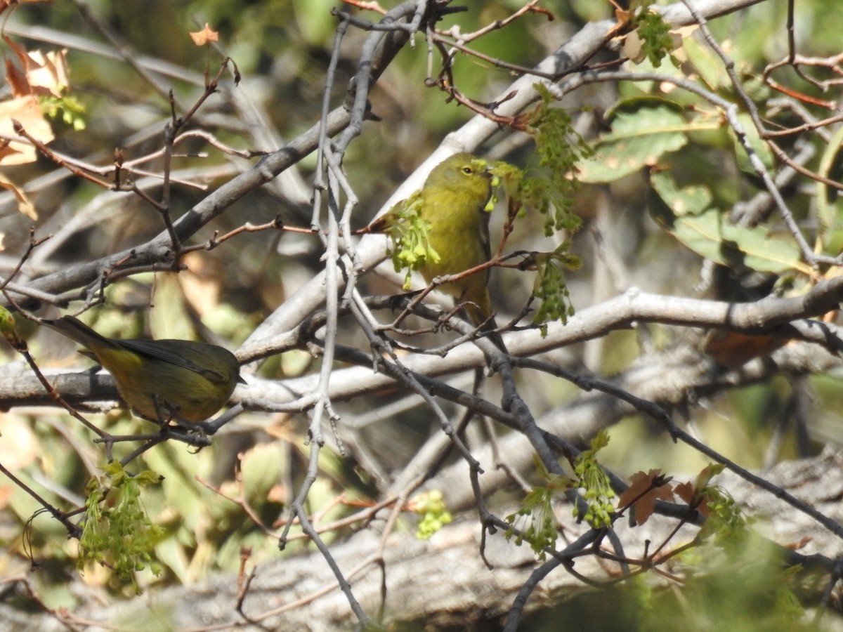 Orange-crowned Warbler - ML632894352