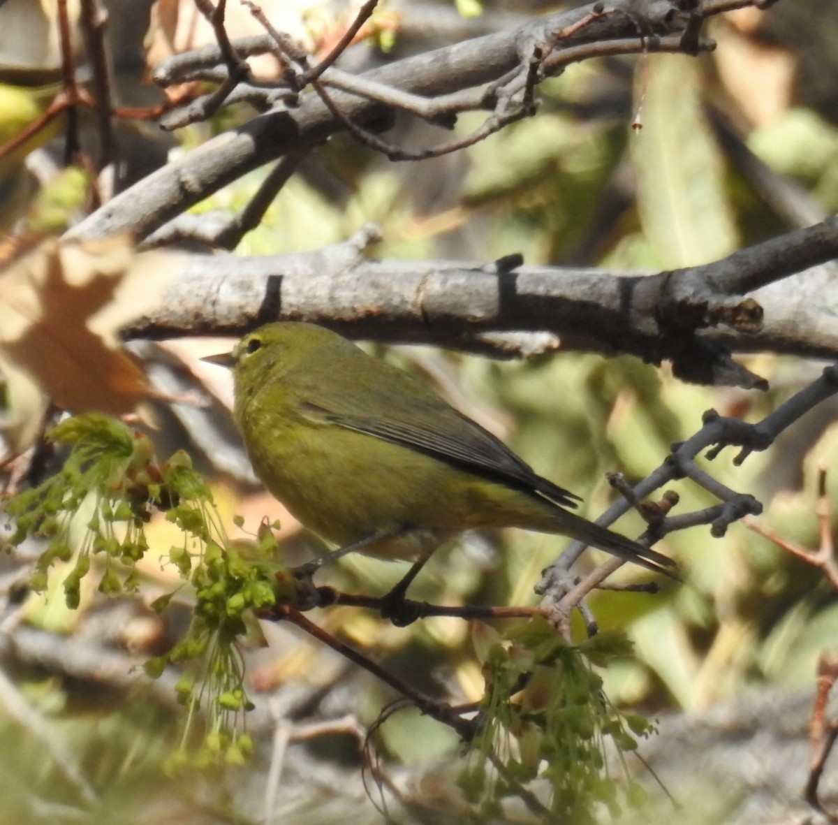 Orange-crowned Warbler - ML632894353