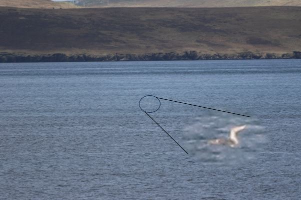 Yellow-billed Loon - ML632894365