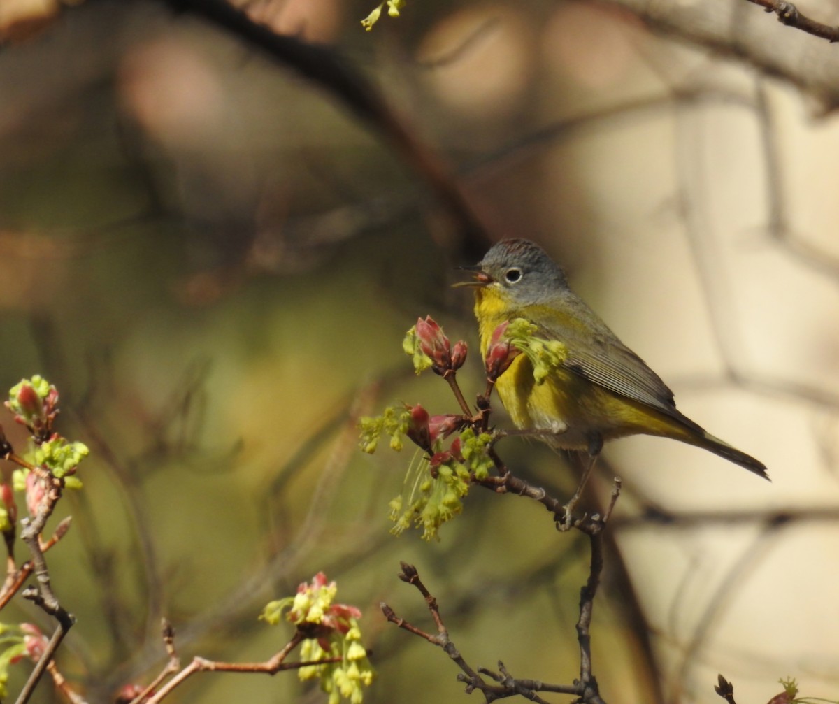 Virginia's Warbler - ML632894495