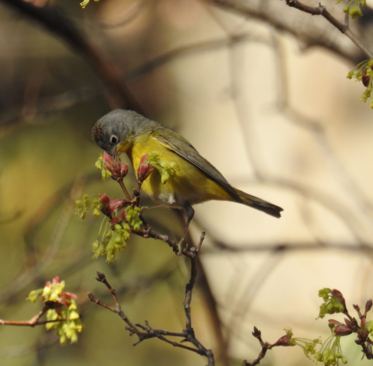 Virginia's Warbler - ML632894496