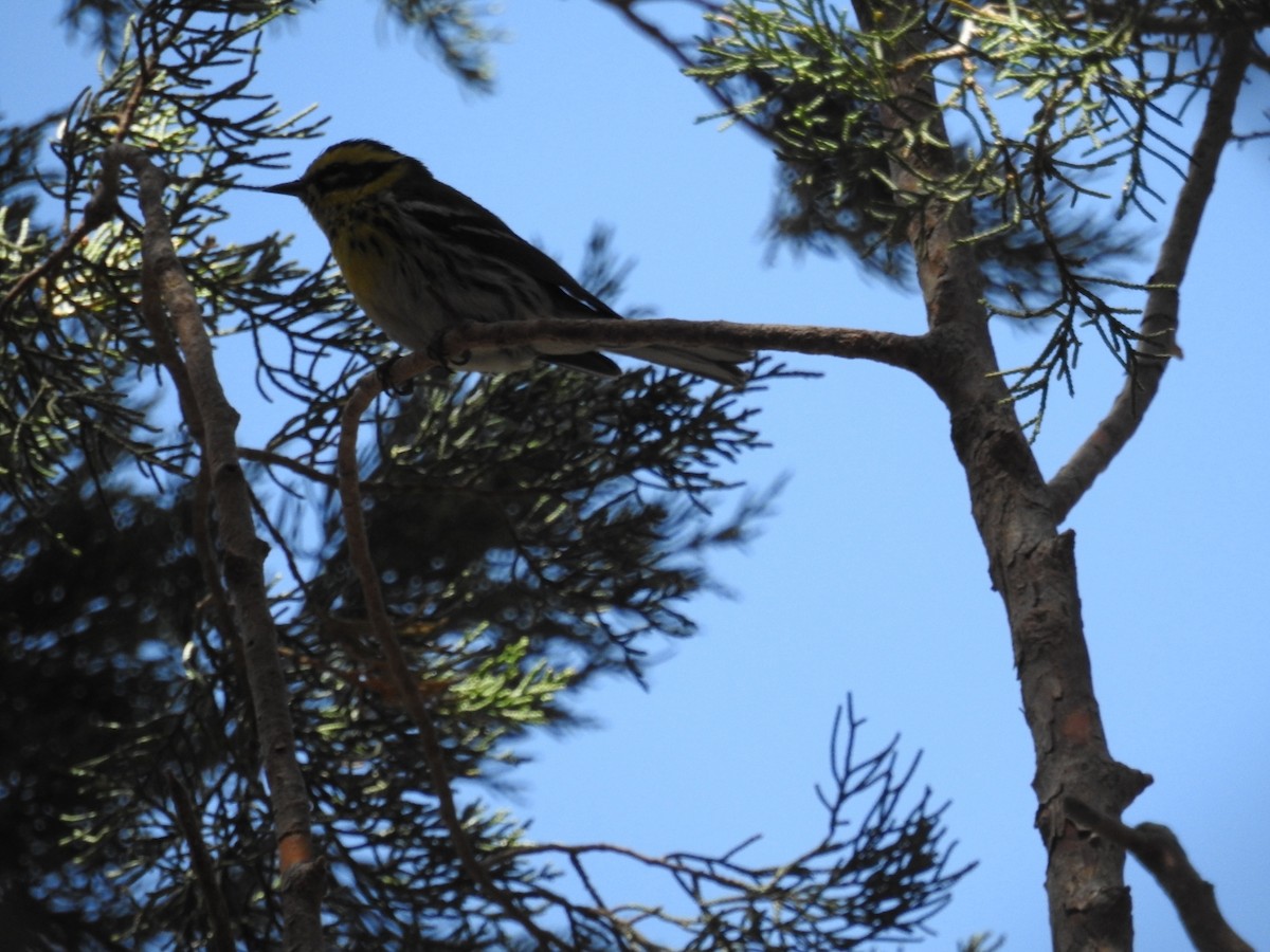 Townsend's Warbler - ML632894604