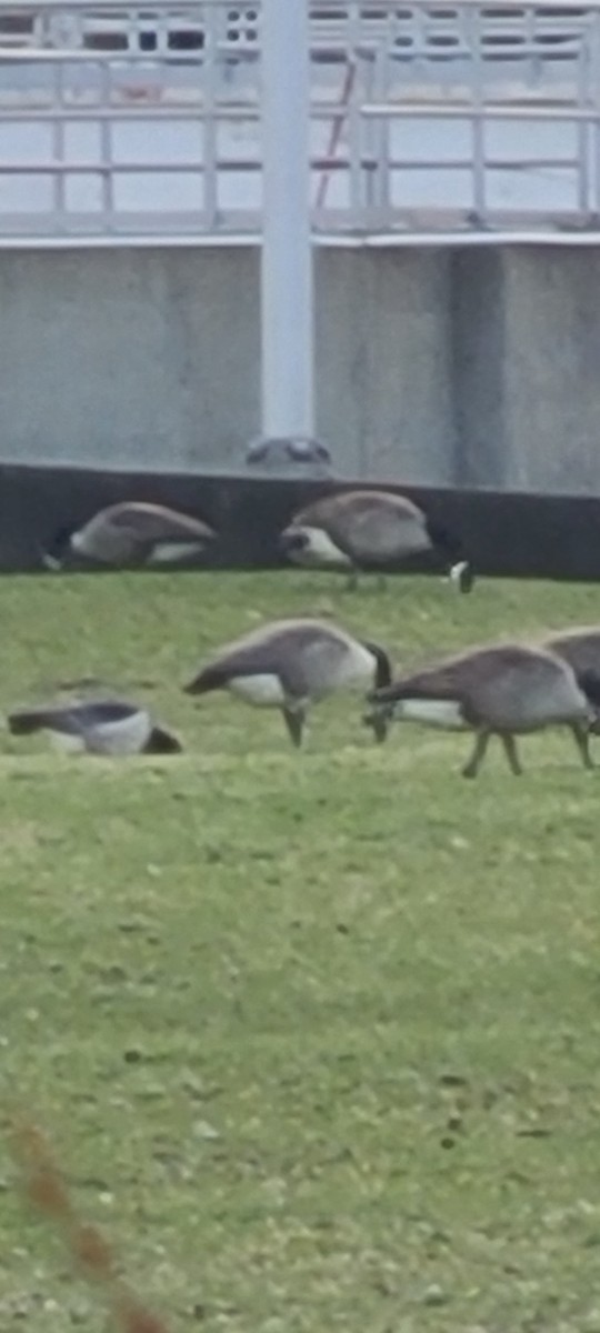 Barnacle Goose - ML632894644