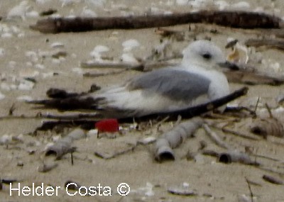 Үүлэн цахлай - ML632894655