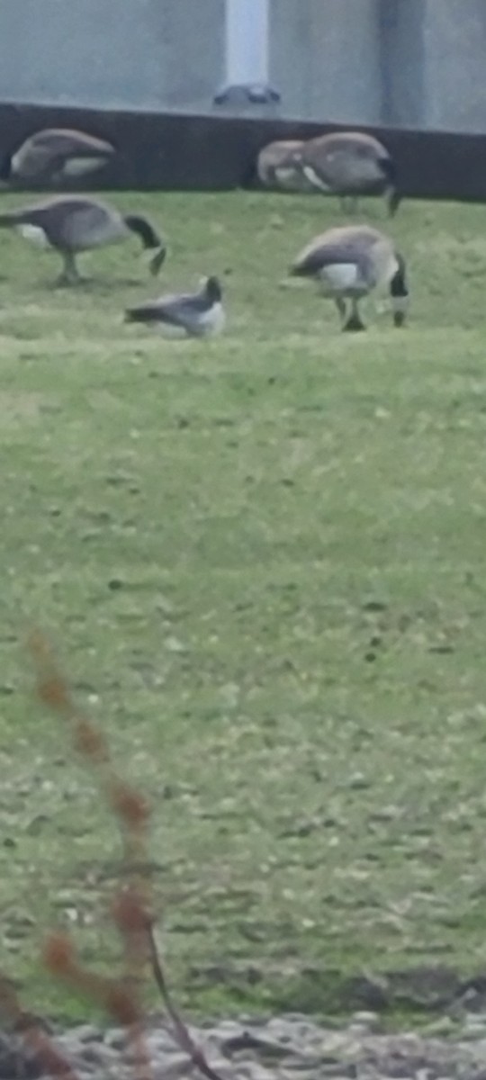 Barnacle Goose - ML632894658