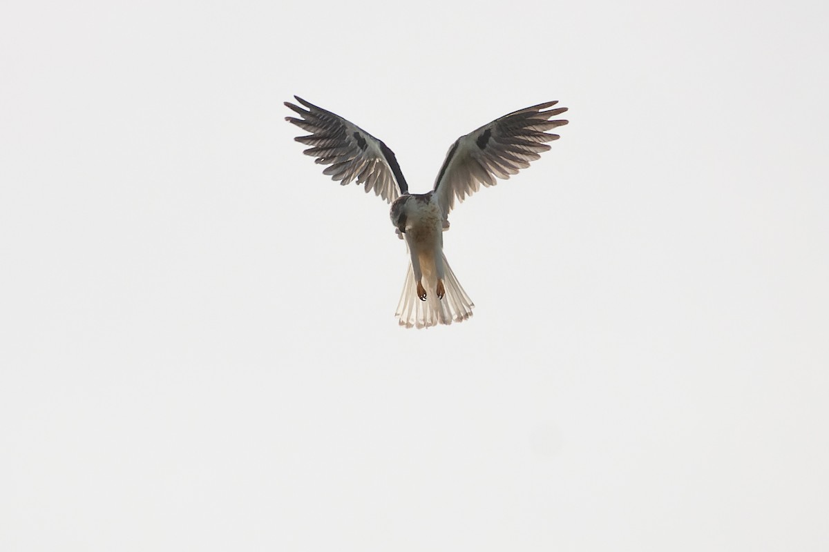 White-tailed Kite - ML632894700