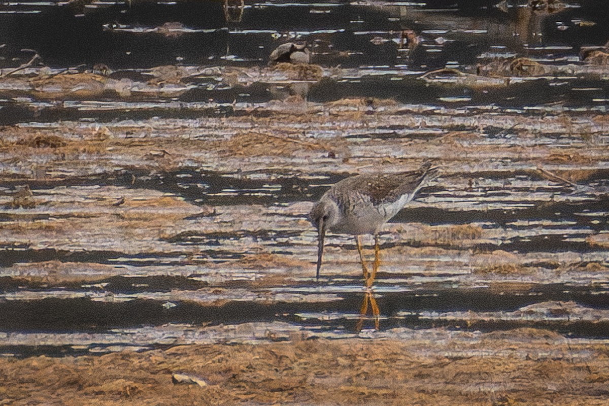 Lesser Yellowlegs - ML632894708