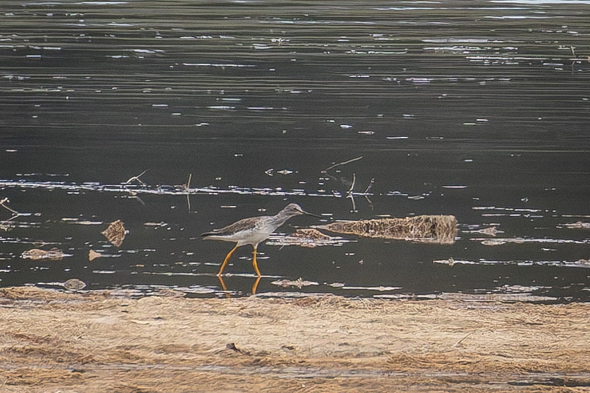 Lesser Yellowlegs - ML632894709