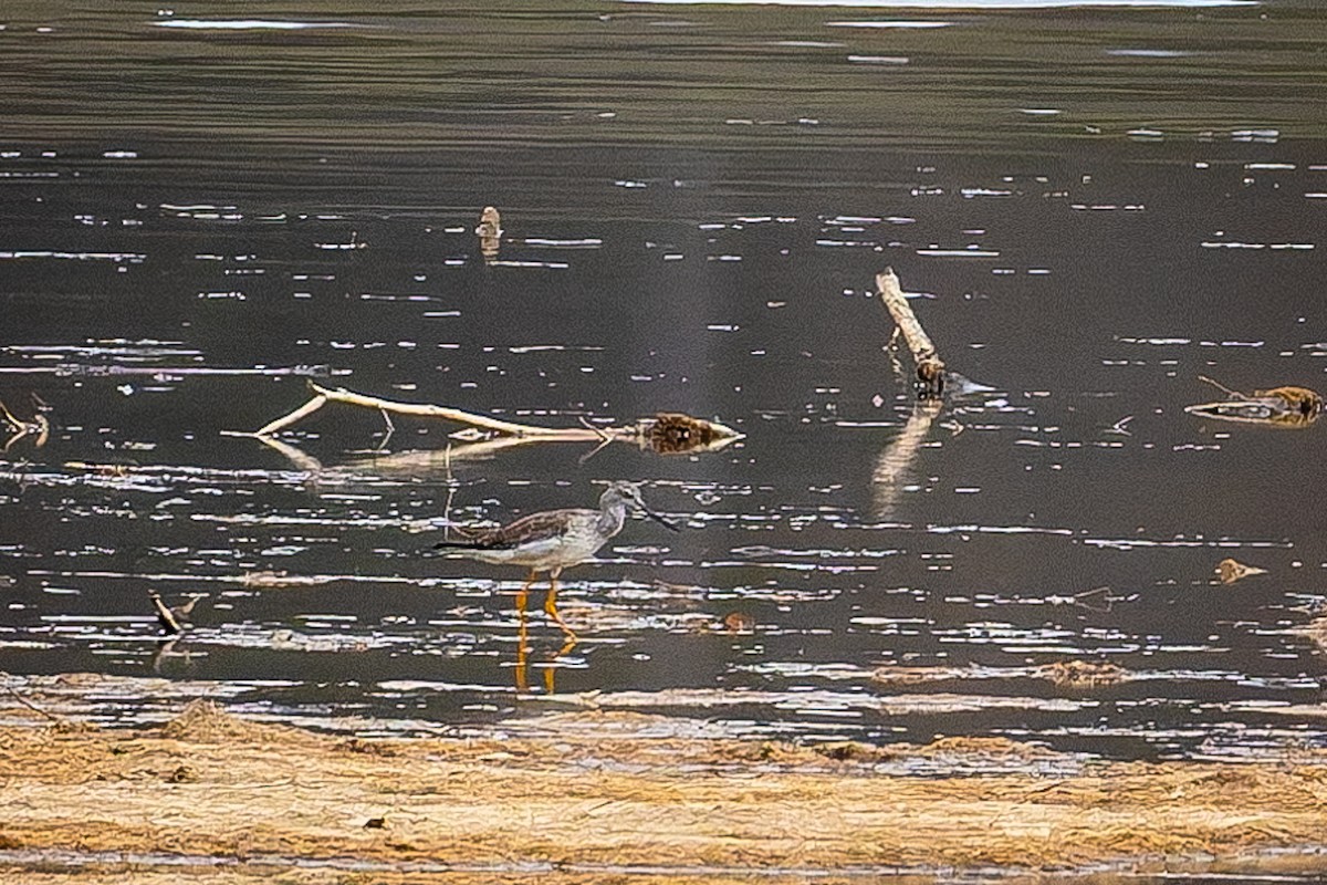 Lesser Yellowlegs - ML632894710