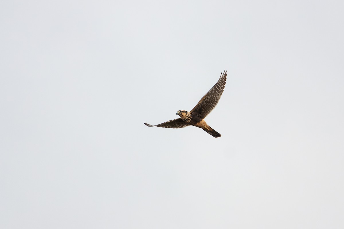 Aplomado Falcon - ML632894711