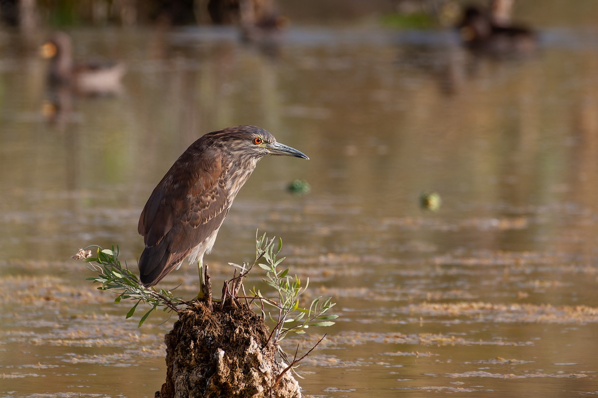 Ногоовор зашин - ML632894760