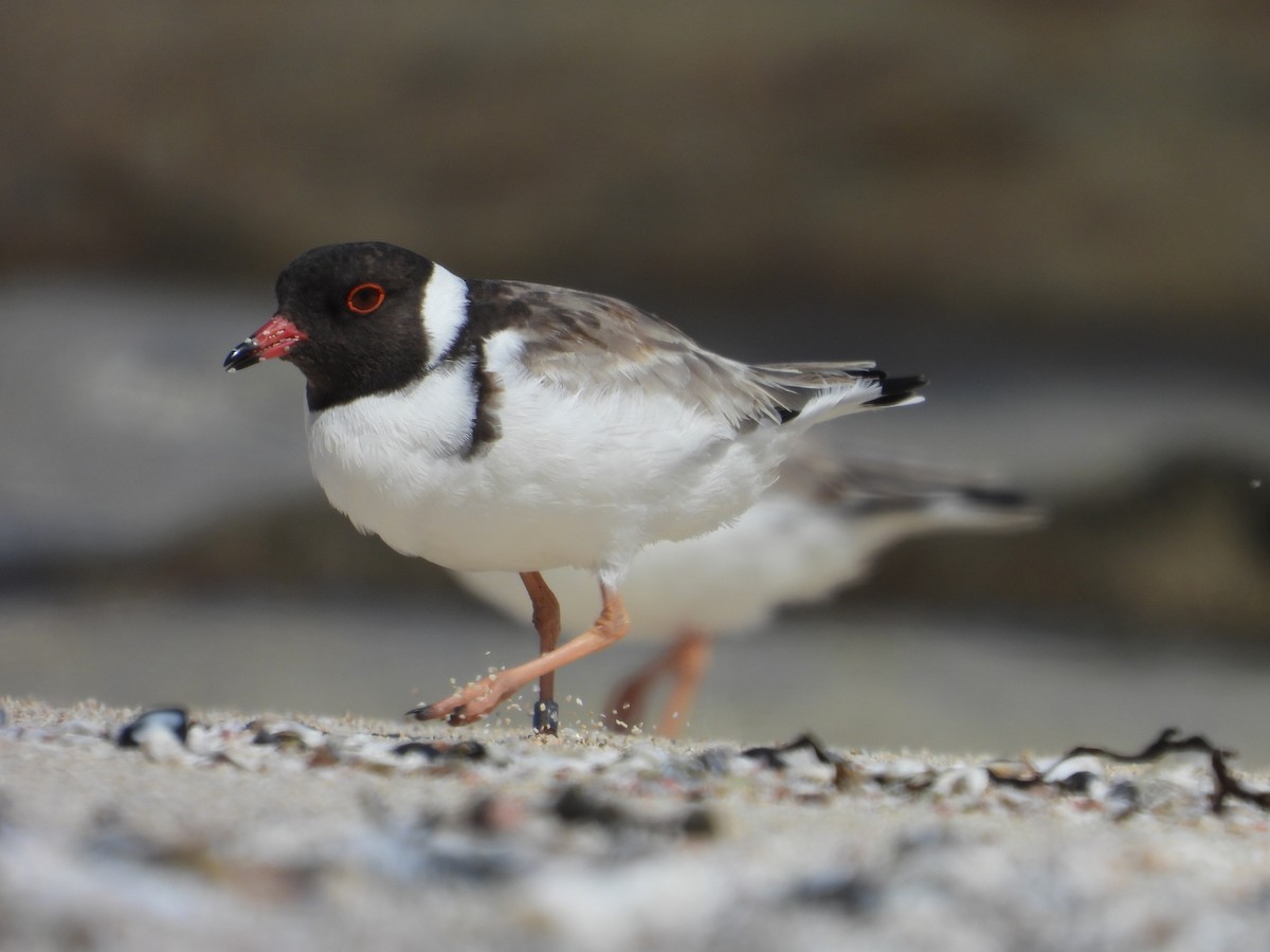 Hooded Plover - ML632894789