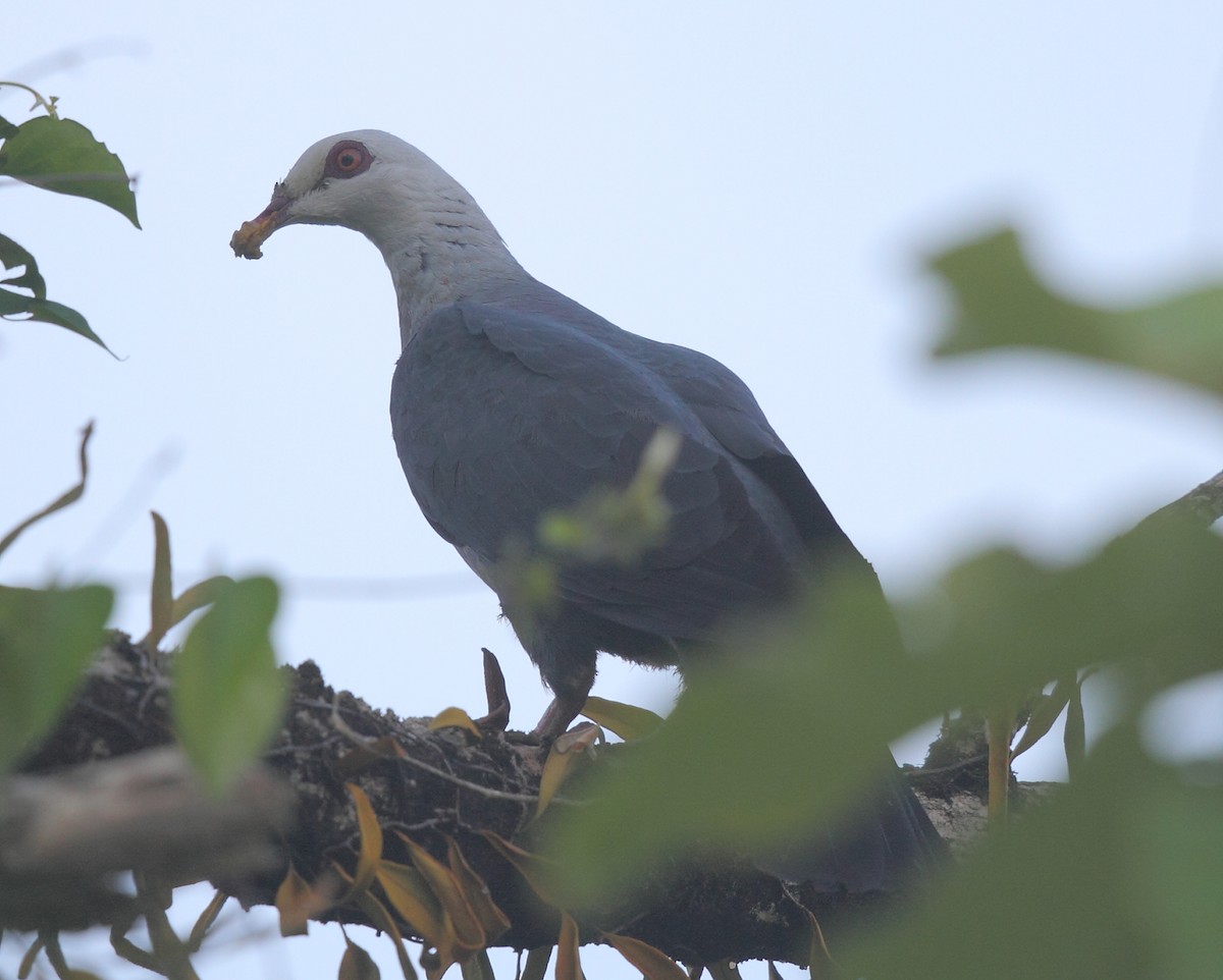 Andaman Wood-Pigeon - ML632894835