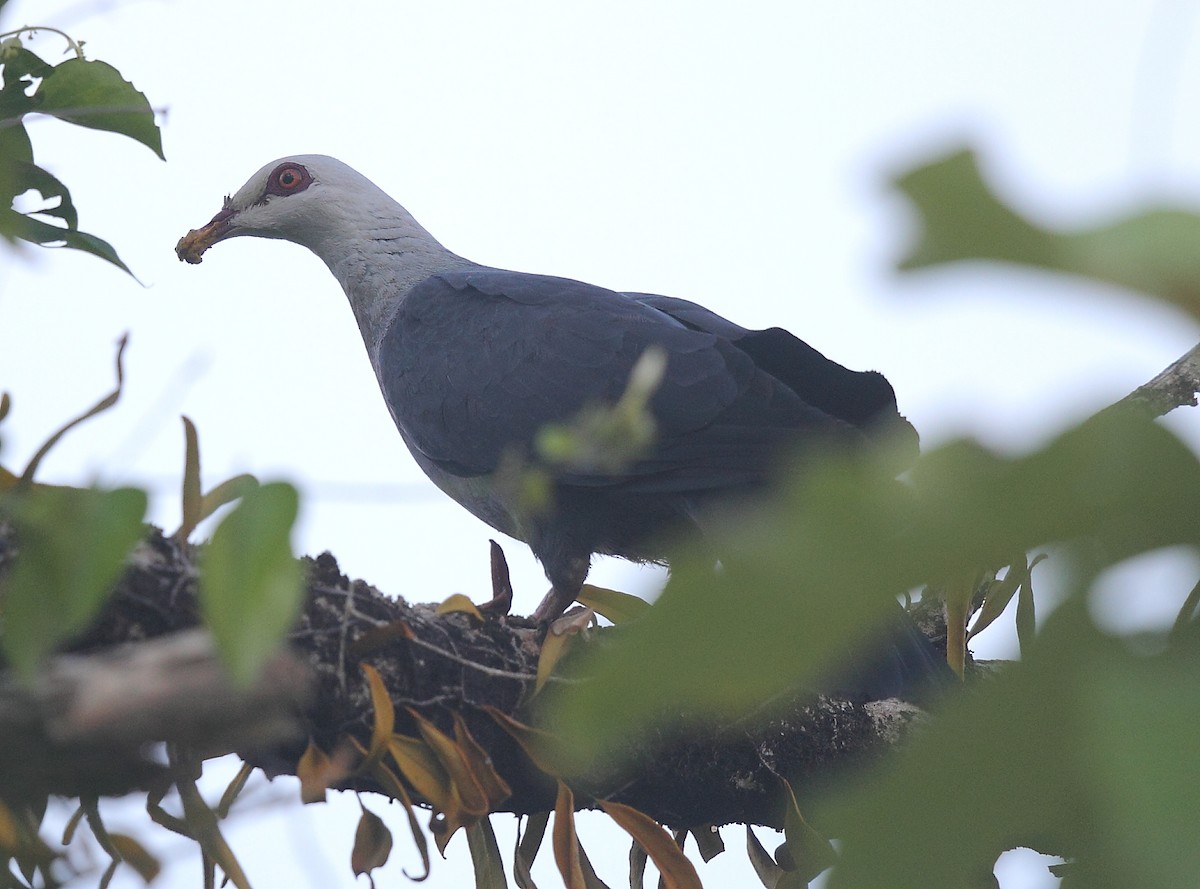 Andaman Wood-Pigeon - ML632894836