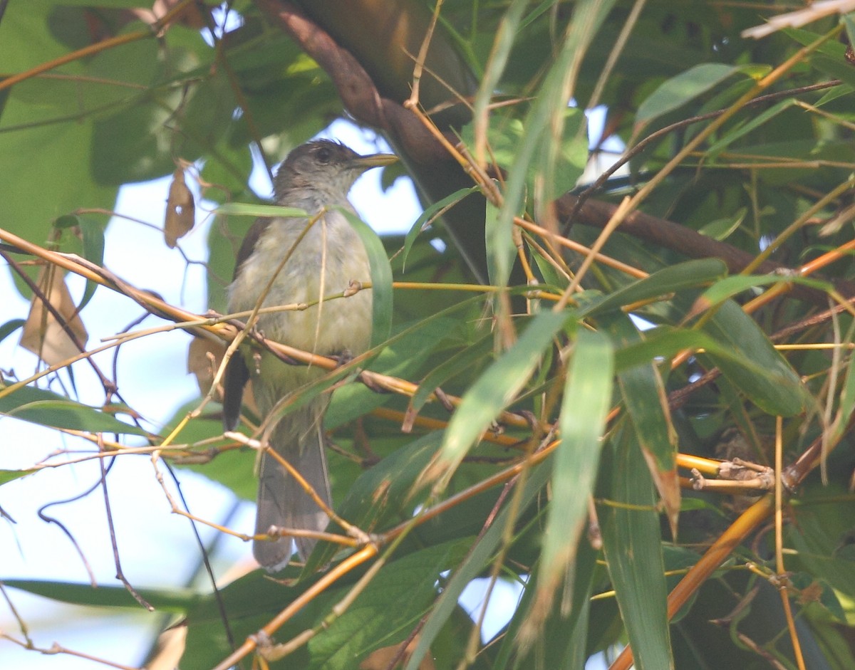 Nicobar Bulbul - ML632894857